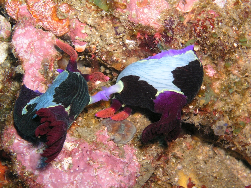 liebende Prachtsternschnecken.JPG